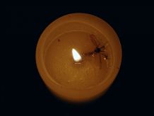 candle art photography