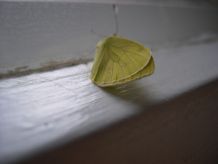 butterfly art photography