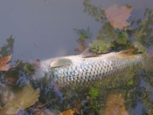 dead fish art photography