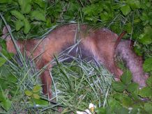 dead fox art photgraphy