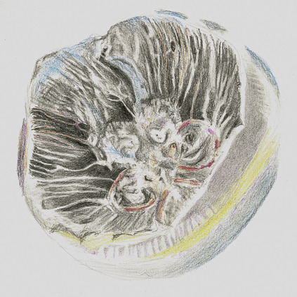 stine lindenborg work drawing colorpencil