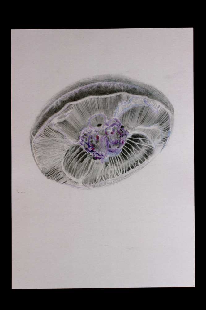 Illustration jellyfish colour A4